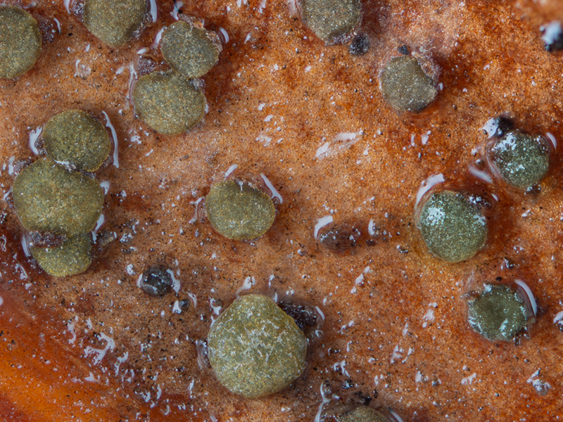 Trochila laurocerasi Trochila laurocerasi